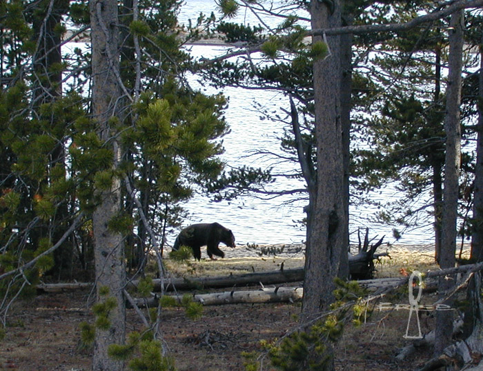 Bear on Yellowstone Lake