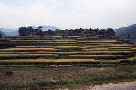 Rice paddies surrounding village